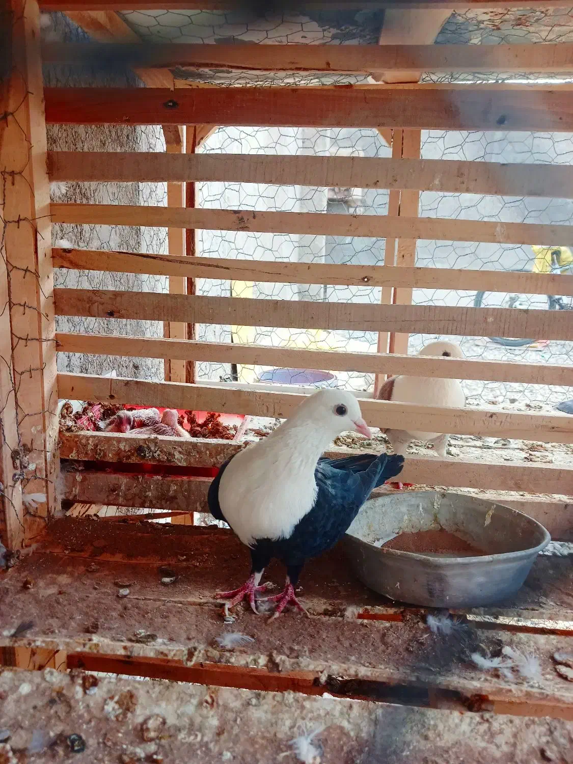 کله سفید نر پاک و بدون غلط عروسک|پرنده|آیسک, |دیوار