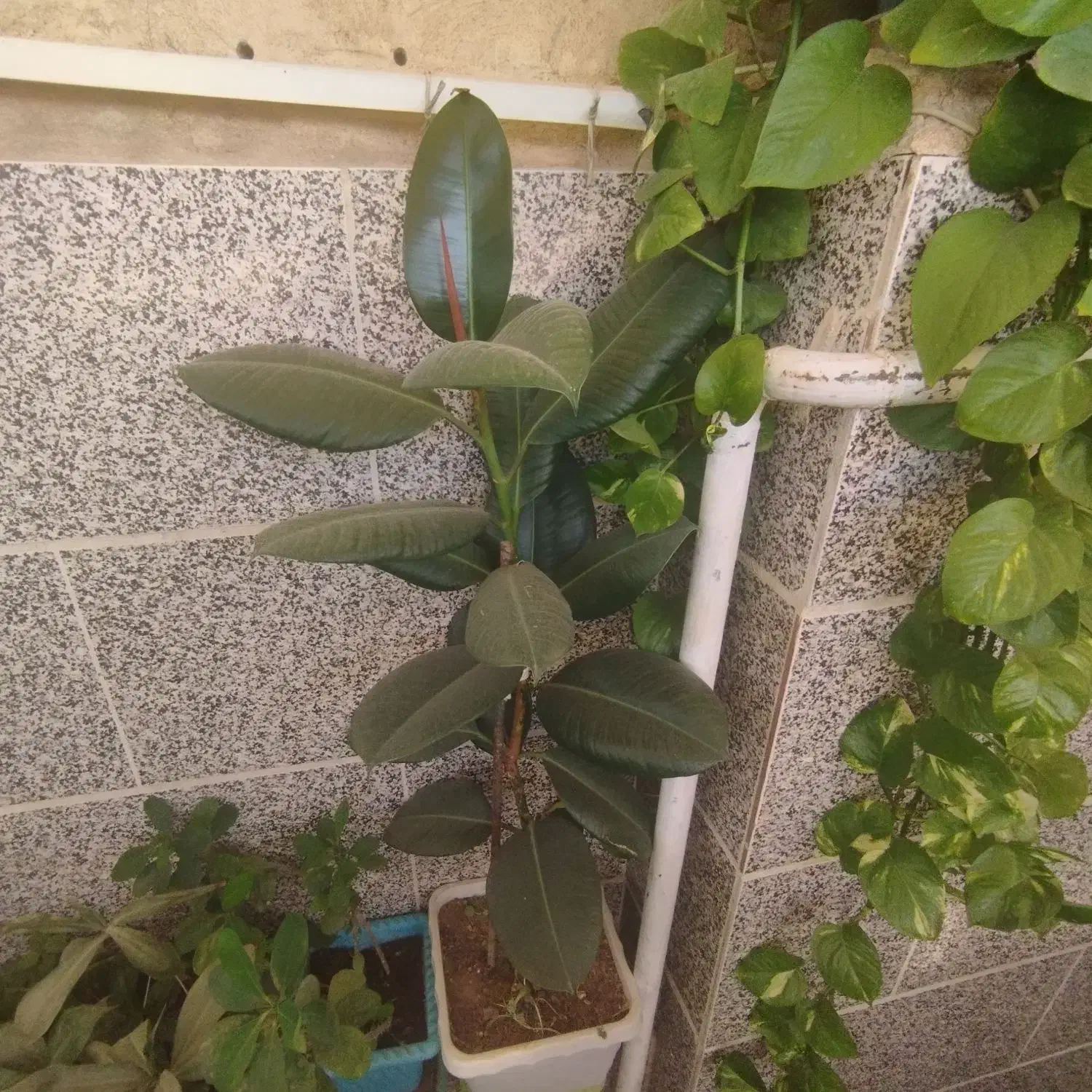 گل آپارتمانی فیکوس|گل و گیاه طبیعی|محمدیه-قزوین, |دیوار