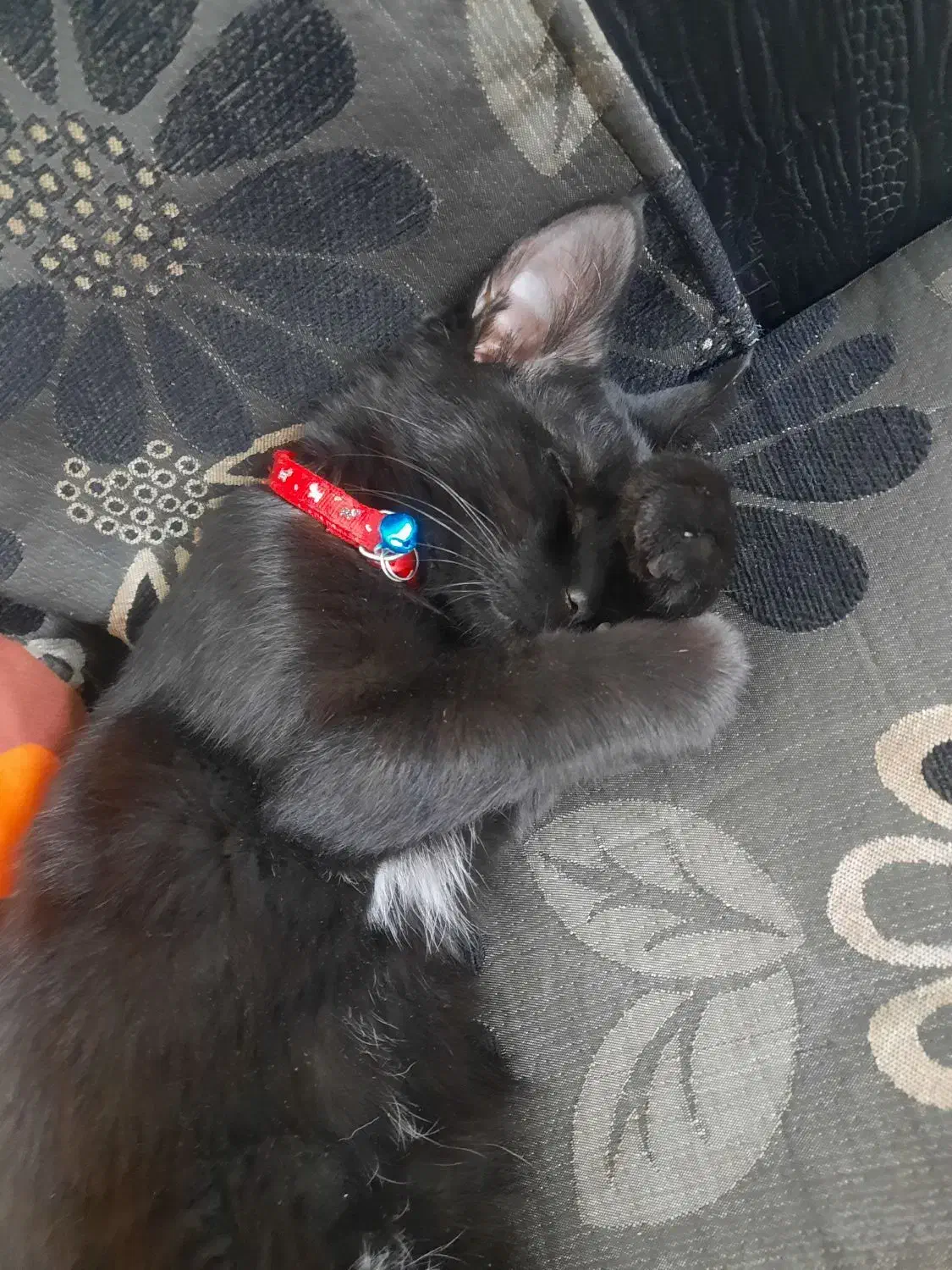 گربه گمشده|گربه|قوچان, |دیوار