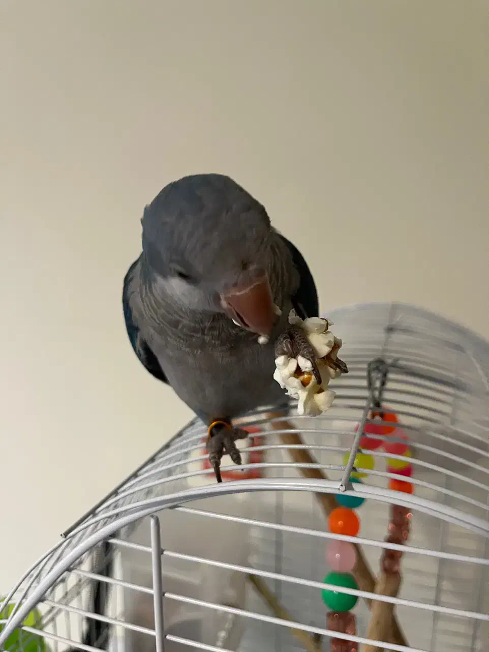 طوطی راهب ۵ ماهه با قفس و کیف حمل و غذا|پرنده|شهریار, شهریار|دیوار