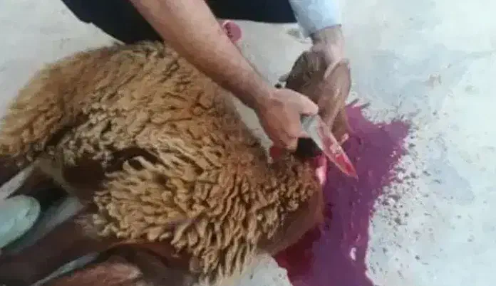 قصاب سیار|خدمات پیشه و مهارت|تهران, شهرک طالقانی|دیوار