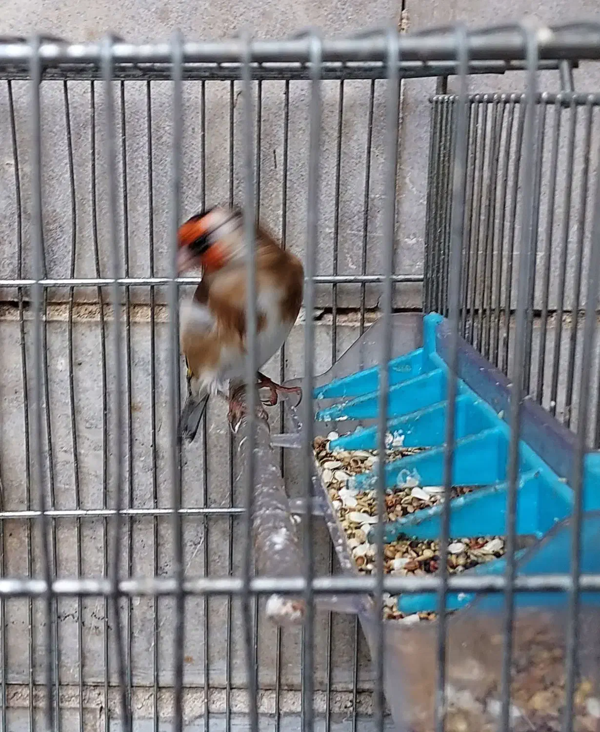 سهره و سهره قناری|پرنده|ری, دیلمان|دیوار