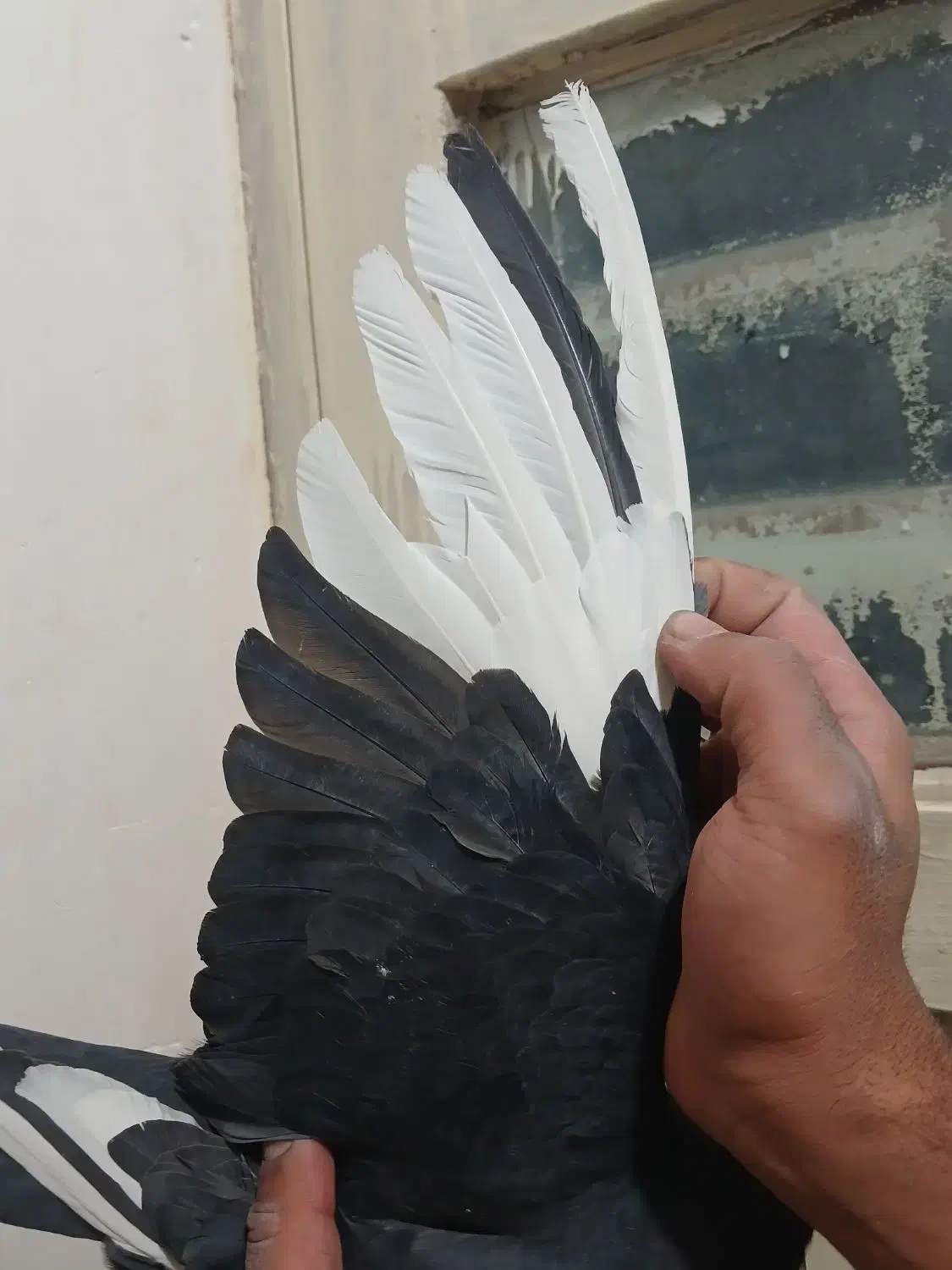 دوتا کفتر ی زاغ دم سفید ی پلنگ|پرنده|کرمان, |دیوار