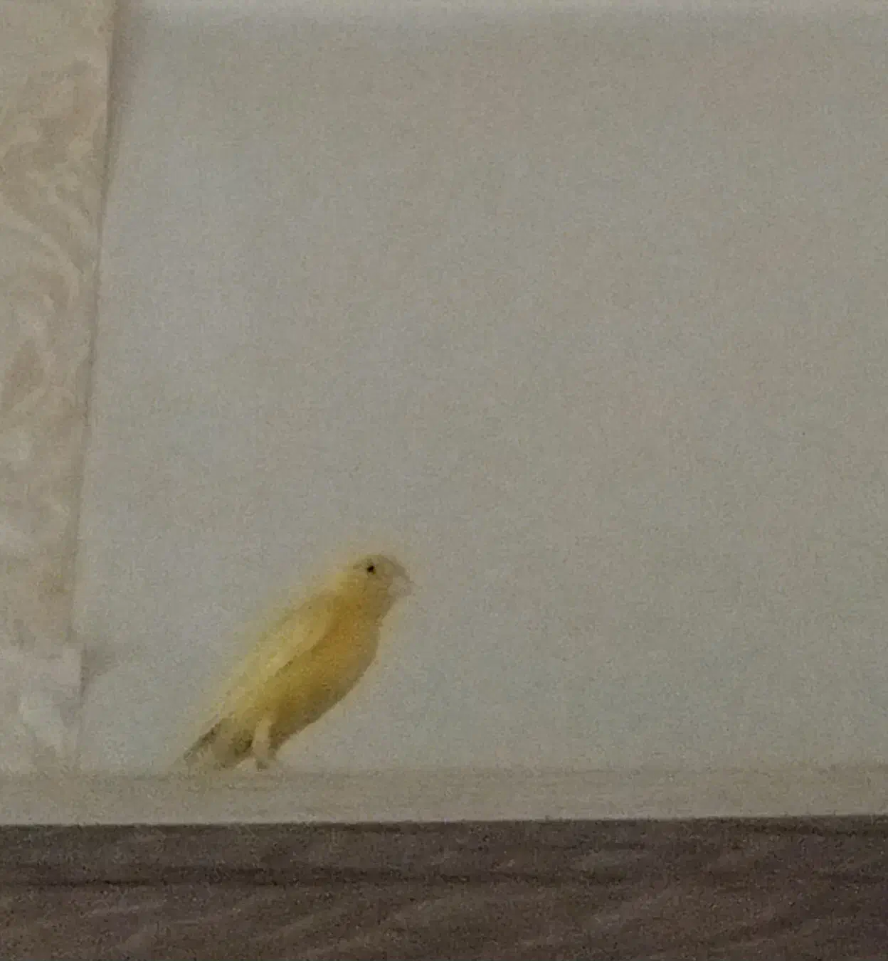 قناری|فعالیت داوطلبانه تحقیقاتی|فاروج, |دیوار