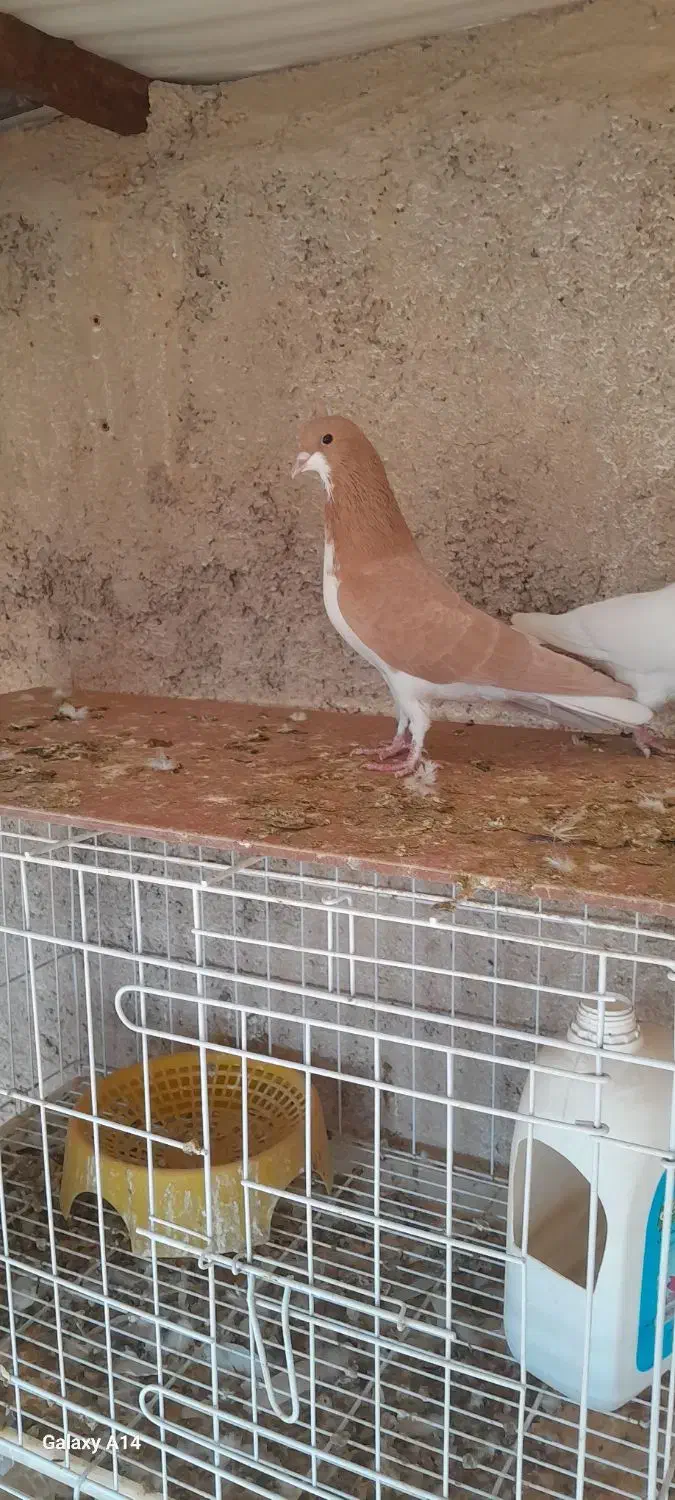 کفتر شهری زرد نر|پرنده|خرامه, |دیوار