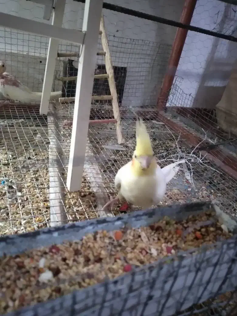 ۶عدد عروس هلندی|پرنده|بشاریات, |دیوار