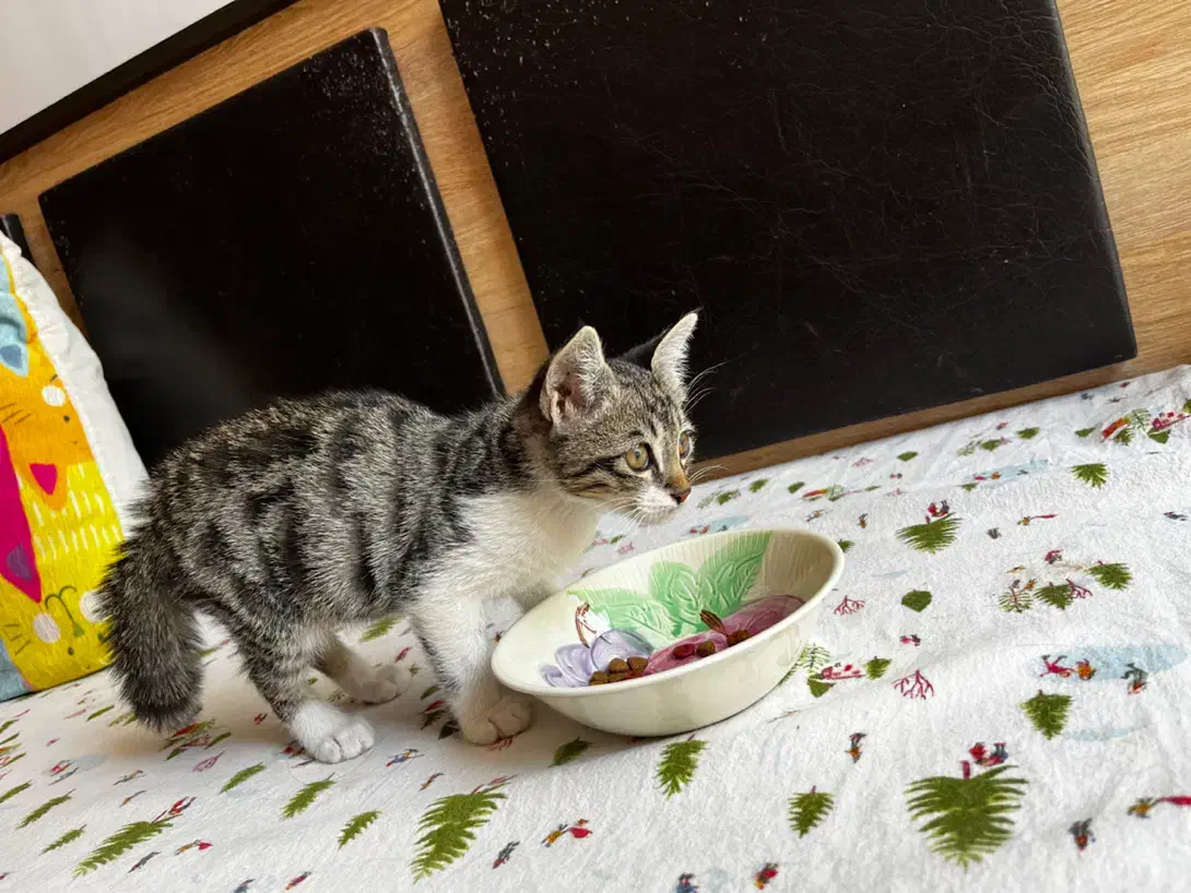 حیوانات گمشده|حیوانات|بجنورد, |دیوار