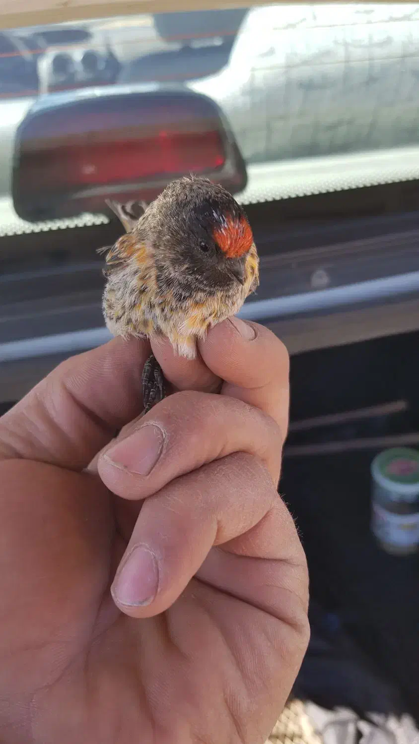 سهره و گلبسر درجه یک|پرنده|ملایر, |دیوار