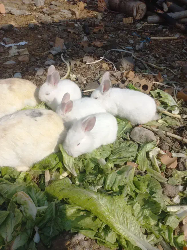 خرگوش|موش و خرگوش|پاکدشت, پارچین|دیوار