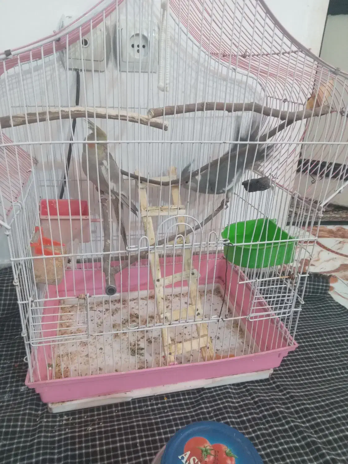 عروس هلندی|پرنده|پاکدشت, حصار امیر|دیوار