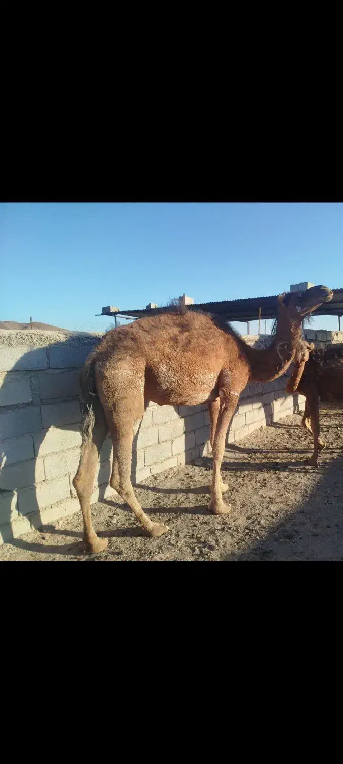 شتر|حیوانات مزرعه|خوسف, |دیوار