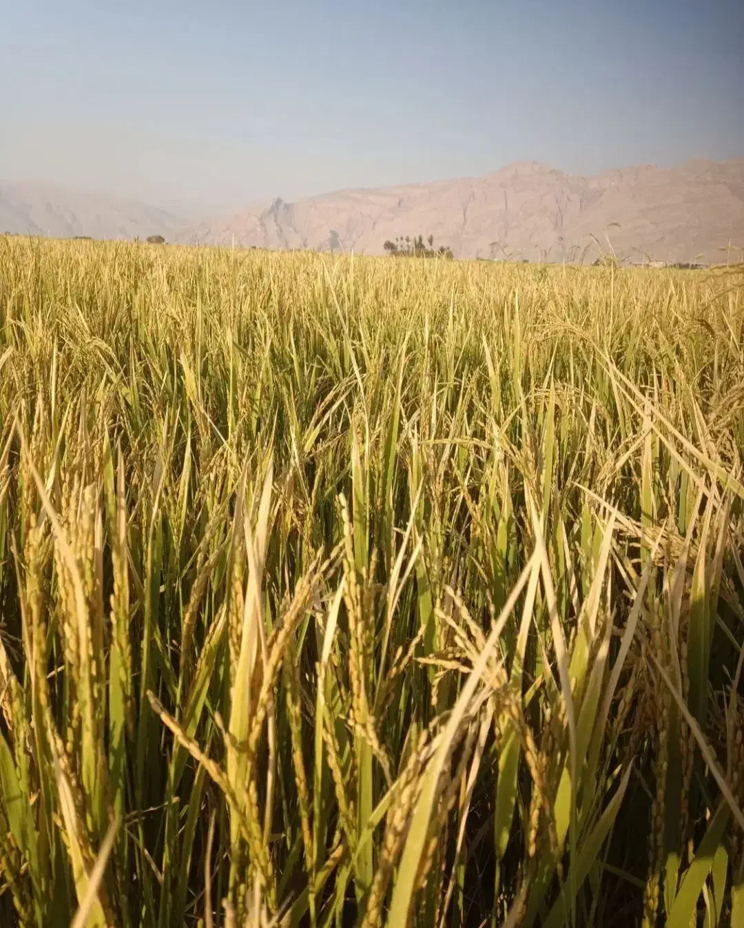 برنج کامفیروزی درجه یک به شرط پخت و تازه|خوردنی و آشامیدنی|شیراز, کوشک میدان|دیوار