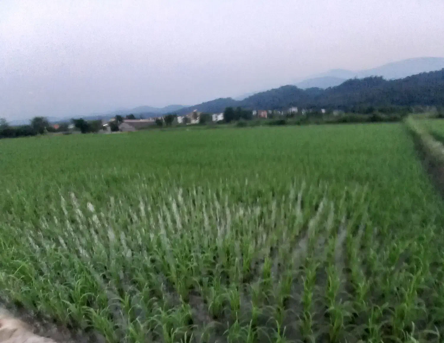 برنج هاشمی|خوردنی و آشامیدنی|چمستان, |دیوار