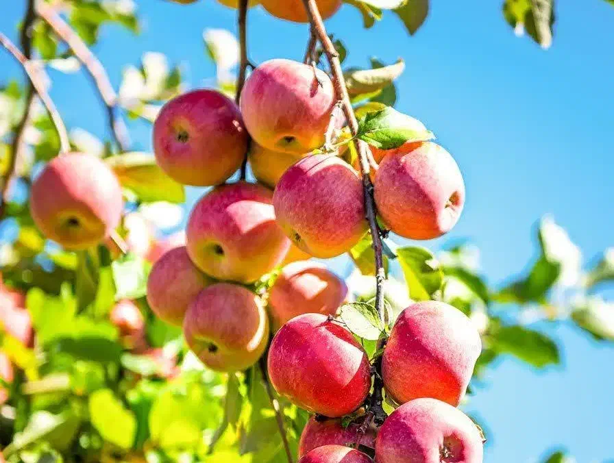 پیشفروش با شرایط چک نهال سیب قرمز مراغه|خدمات باغبانی و درختکاری|جلفا, |دیوار