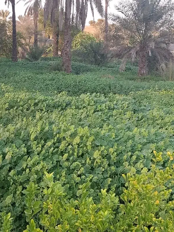 گیاه وعلف|خدمات باغبانی و درختکاری|میناب, |دیوار