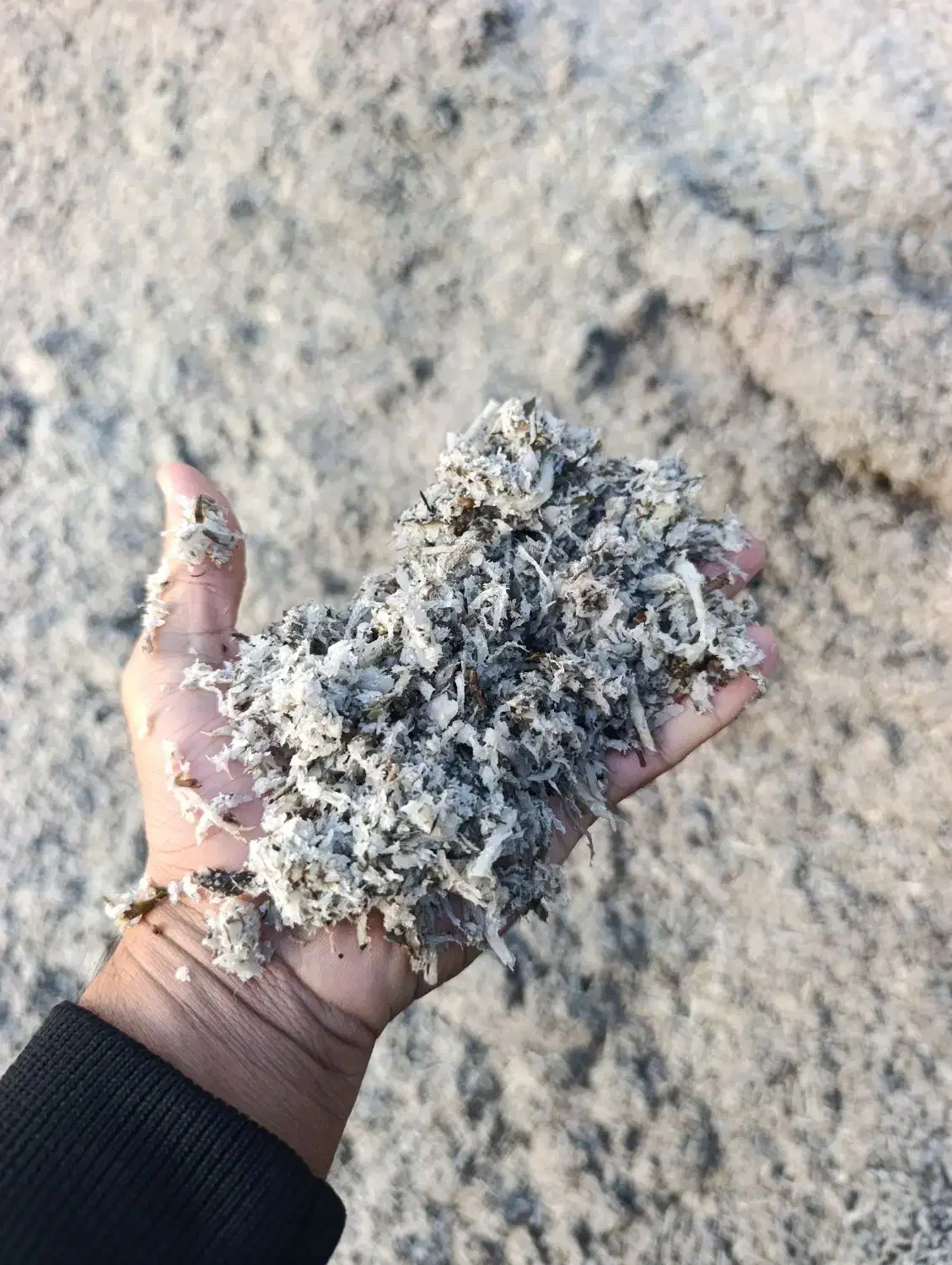 تفاله چغندر|لوازم جانبی حیوانات|سیلاخور, |دیوار