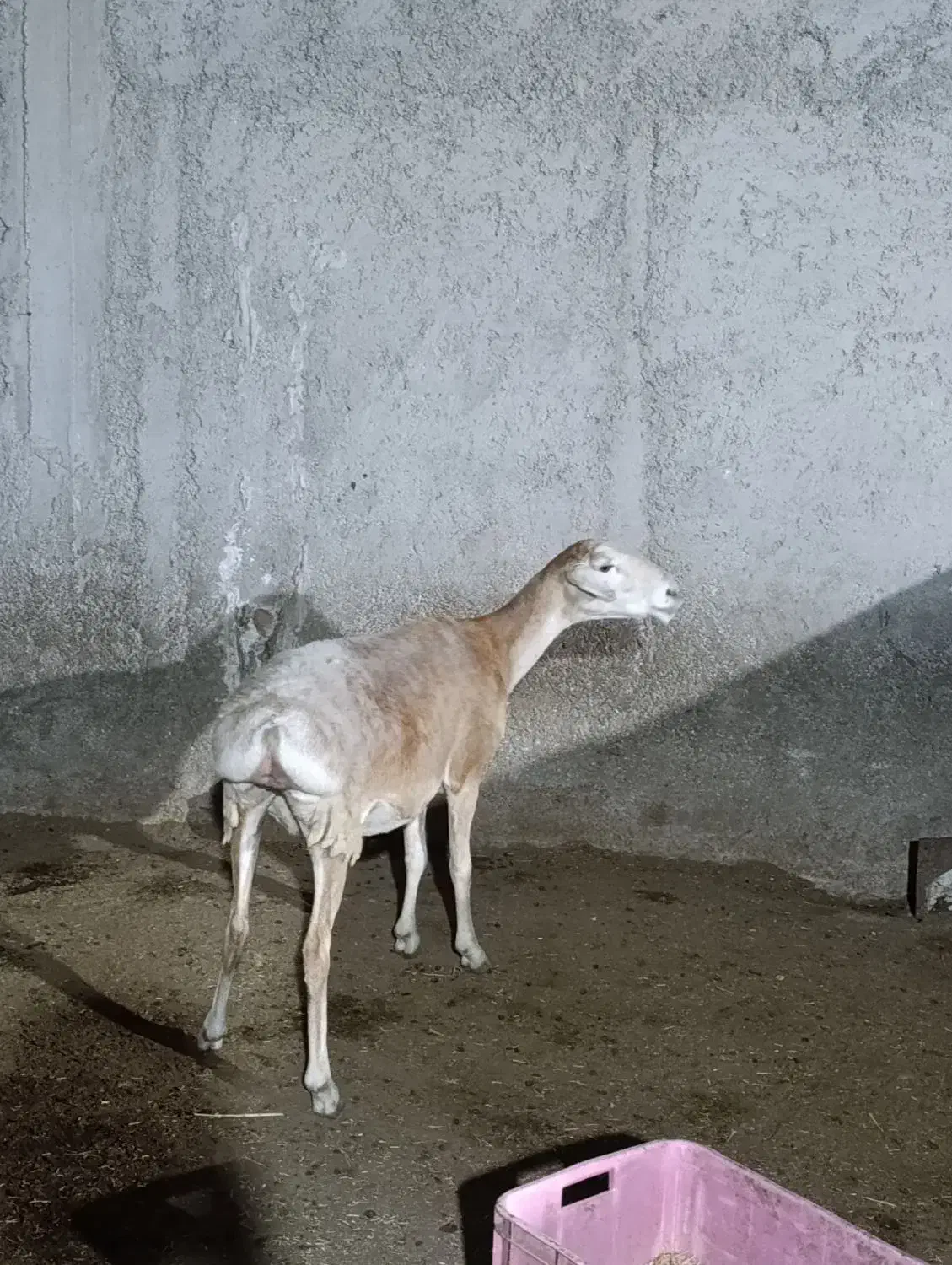 میش چینی|حیوانات مزرعه|چغادک, |دیوار