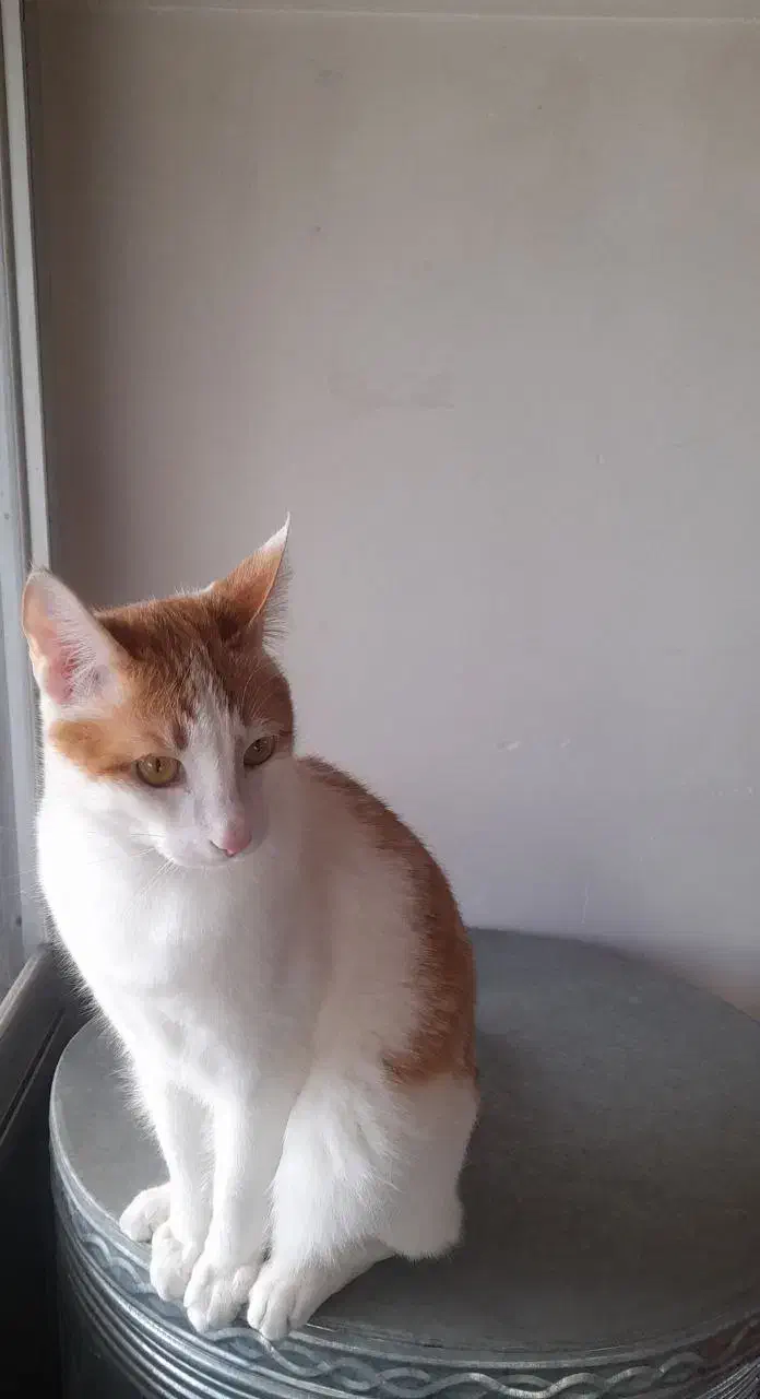 گربه|گربه|رودسر, |دیوار