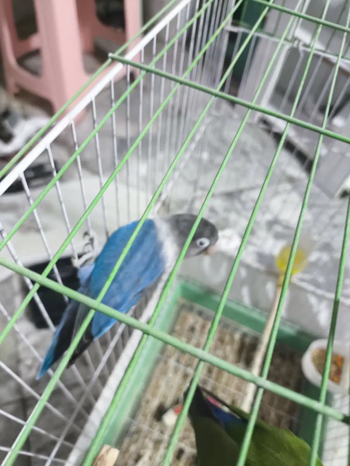 طوطی برزیلی مولد با بچه دو عدد|پرنده|پاکدشت, پاکدشت (مامازند)|دیوار