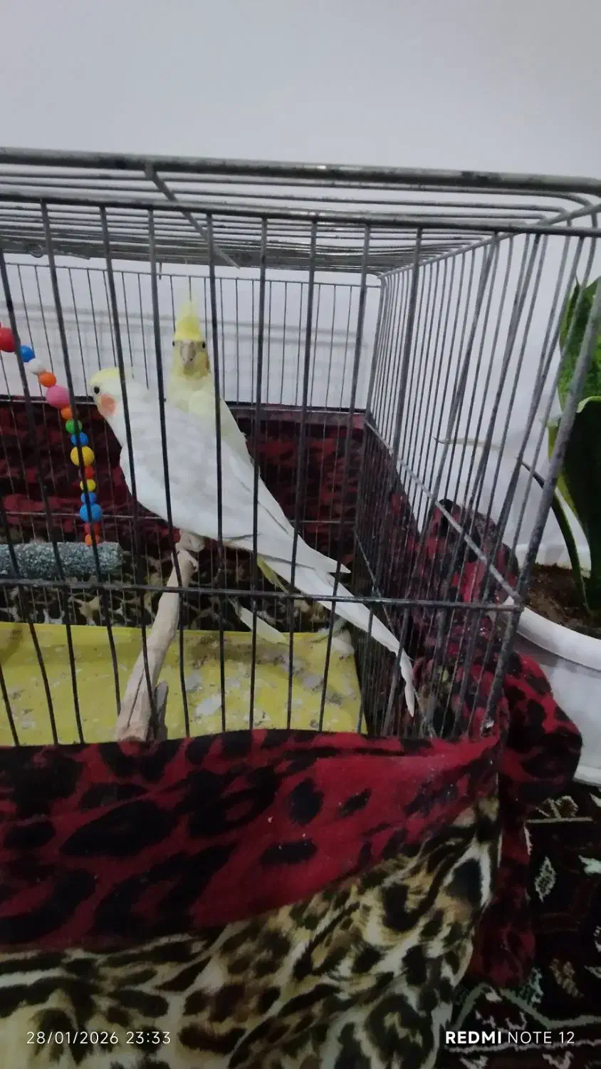 عروس هلندی لوتینو|پرنده|سهند, |دیوار