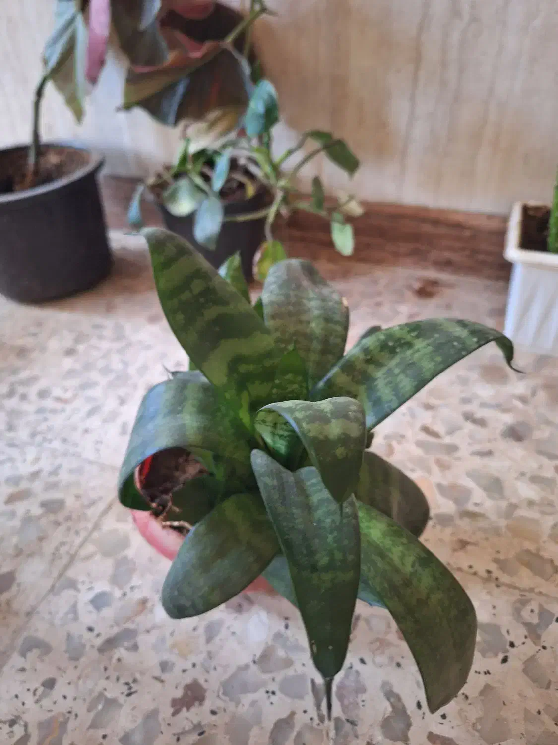 گل های طبیعی|گل و گیاه طبیعی|مرند, |دیوار