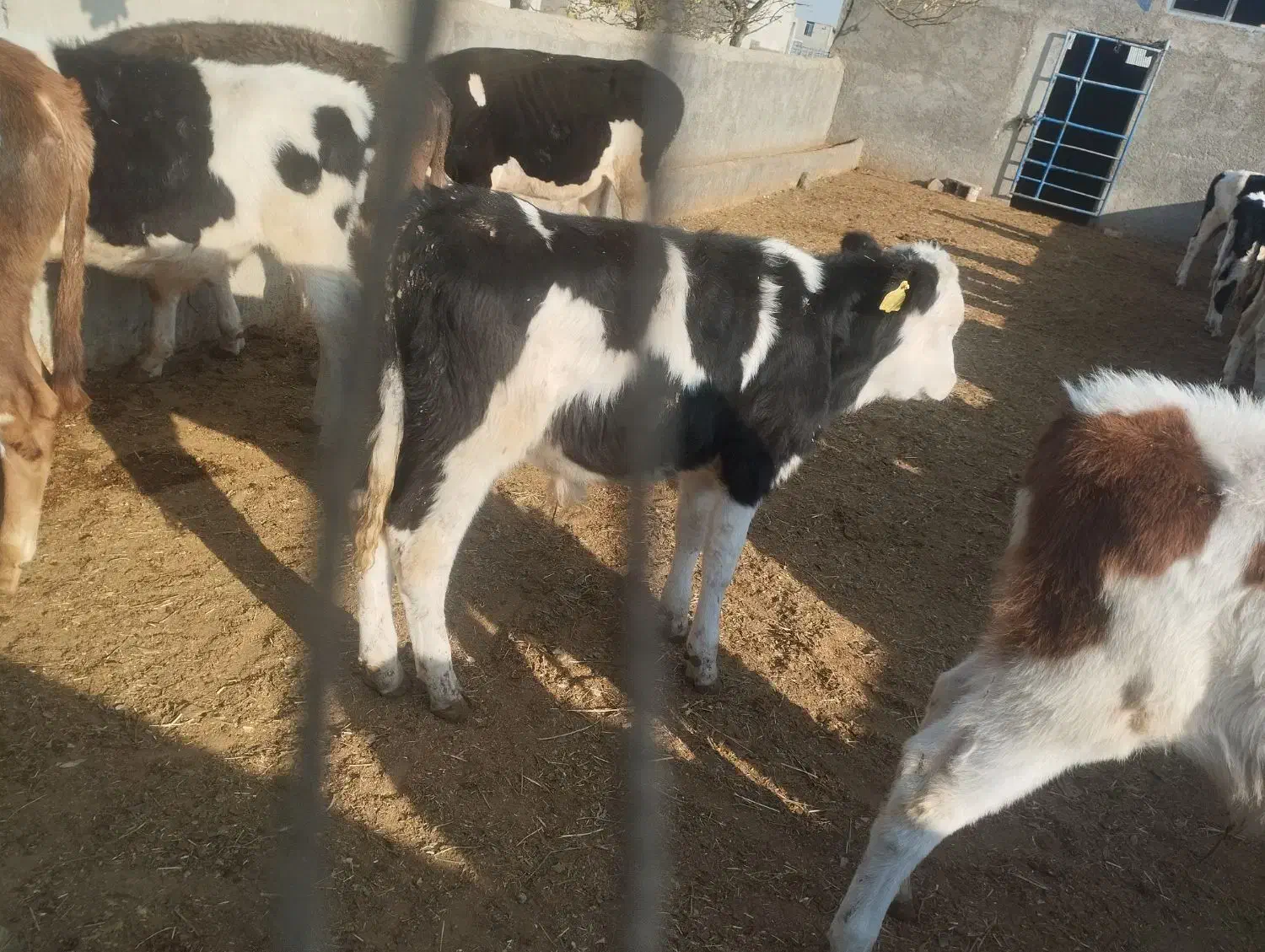 ۲۲عدد گوساله دورگ سیمینتال جنس باب داشت|حیوانات مزرعه|پیشوا, |دیوار