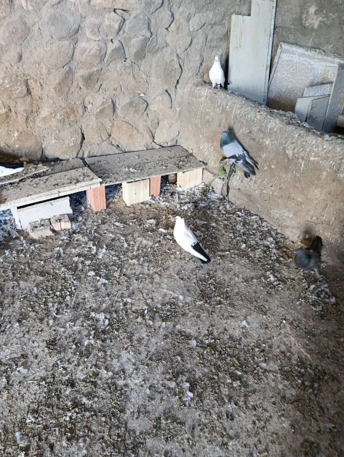 کبوتر دم رنگی همه رقم|پرنده|مرند, |دیوار