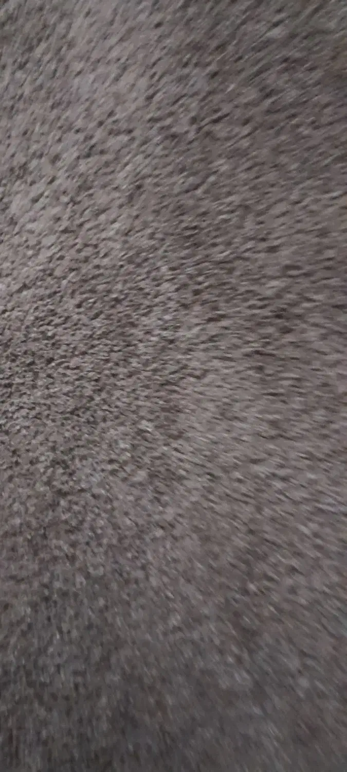 بل سلام یک عدد پالاز موکت ۹متری|موکت|آبادان, |دیوار