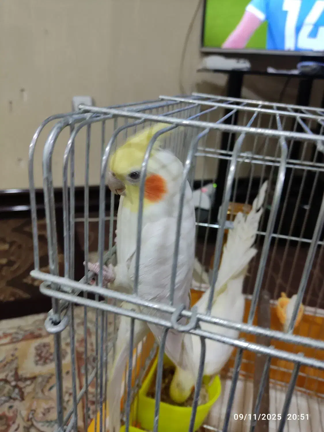 فروش عروس هلندی نر|پرنده|فولادشهر, B2|دیوار