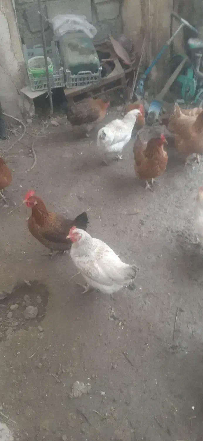 مرغ تخم گذار|حیوانات مزرعه|نوشین شهر, |دیوار