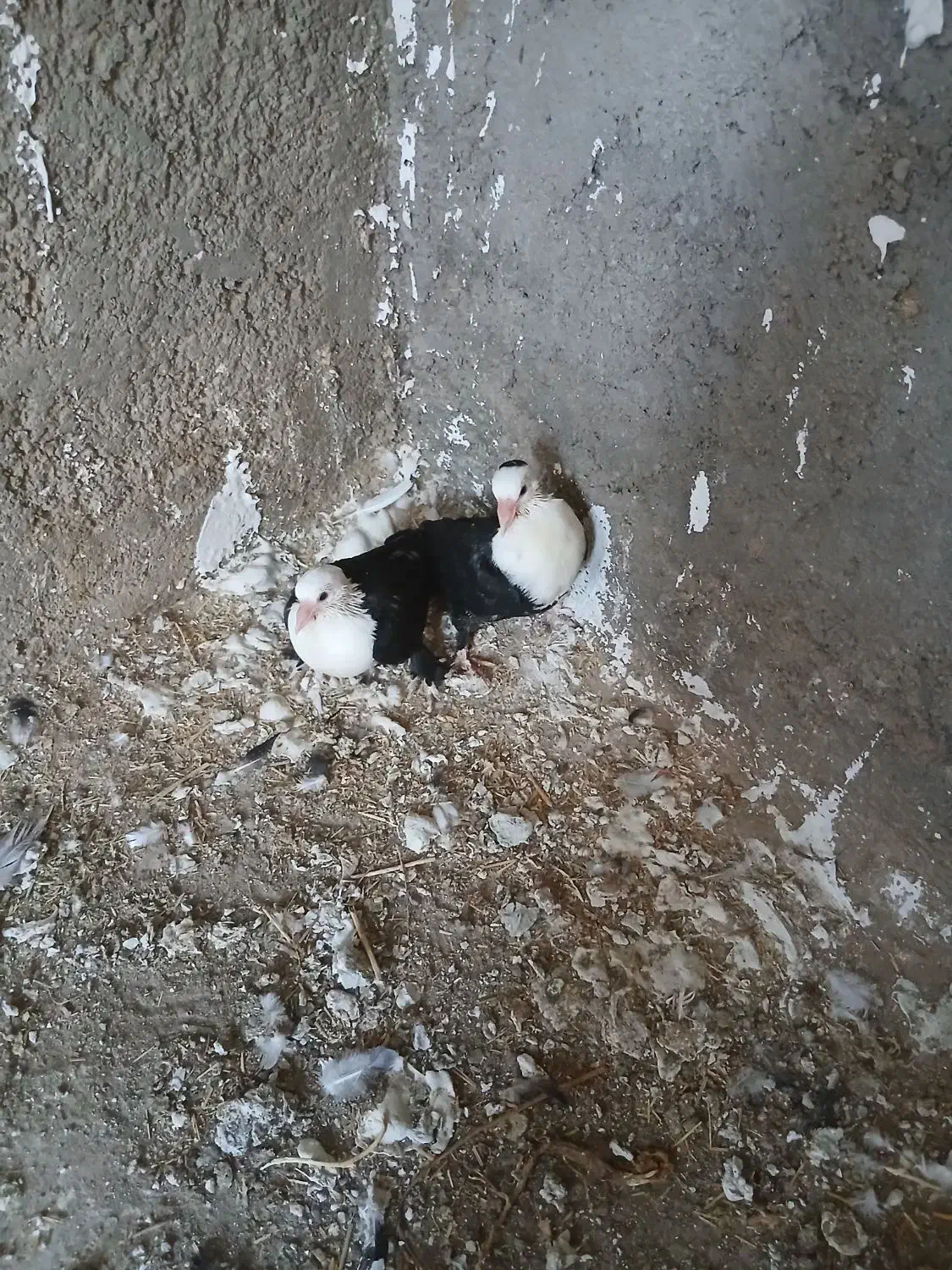 کبوتر طوقی سر سفید|پرنده|الوند, |دیوار