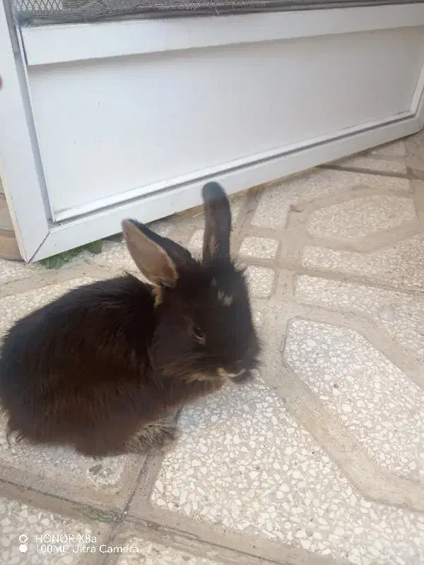 خرگوش لوپ ملوس|موش و خرگوش|سبزوار, قدس|دیوار