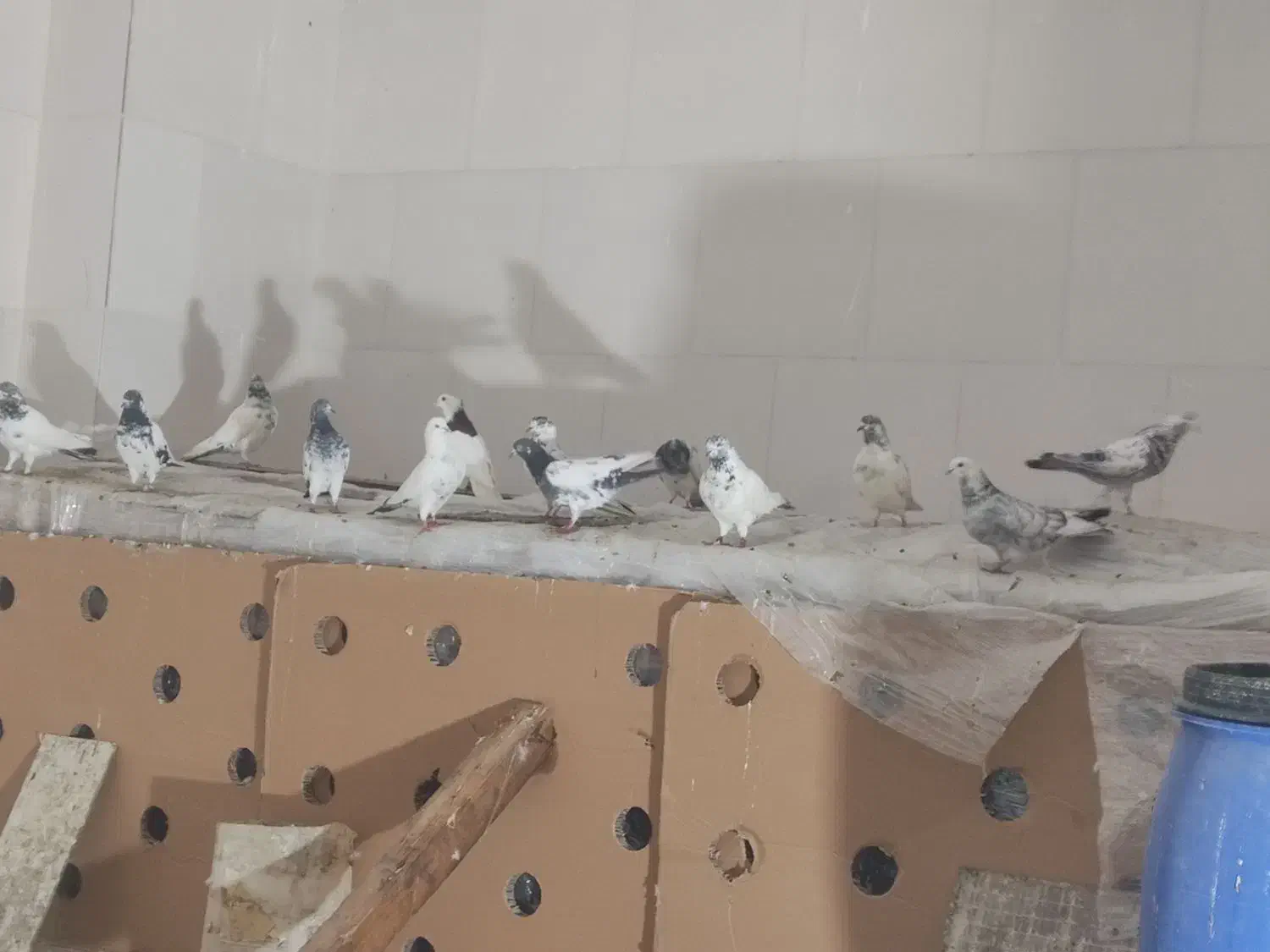 کبوتر کله دم سبز|پرنده|دهق, |دیوار