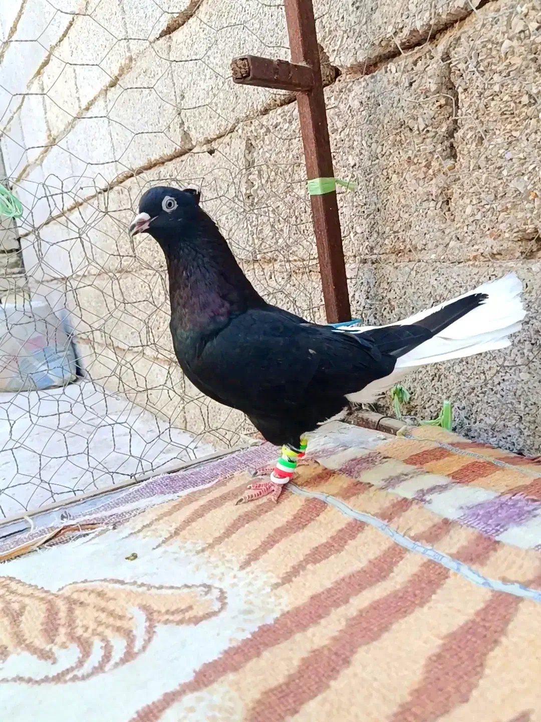 کفتر پرنده دم سفید|پرنده|اهواز, گلستان|دیوار