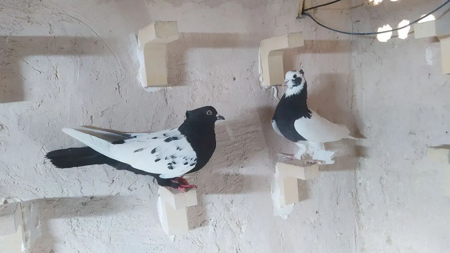 فروش کفتر|پرنده|داراب, |دیوار