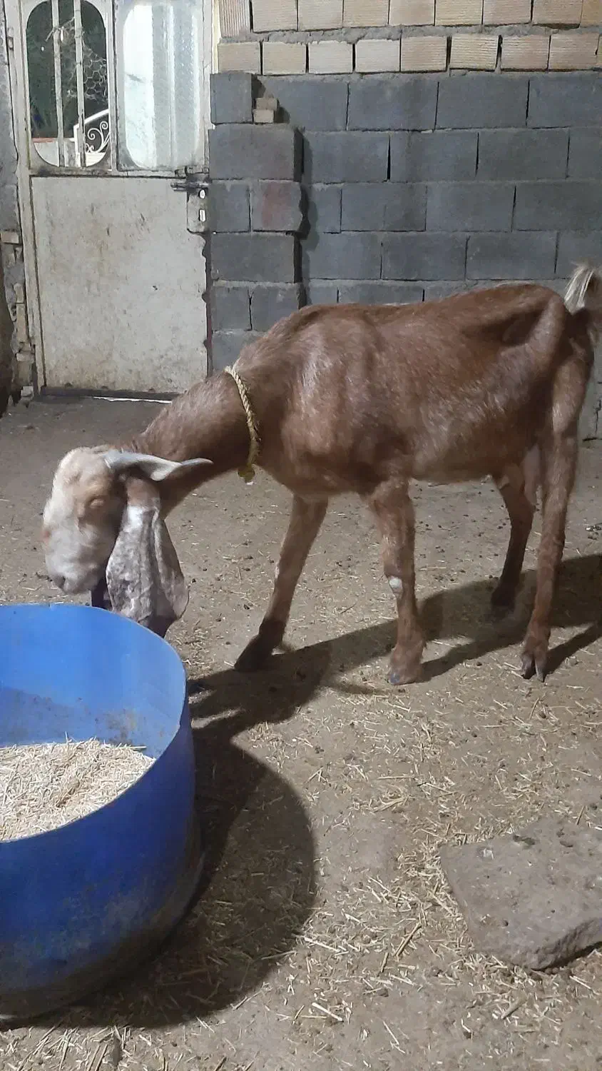 بز پاکستانی باردار|حیوانات مزرعه|بندر ماهشهر, |دیوار