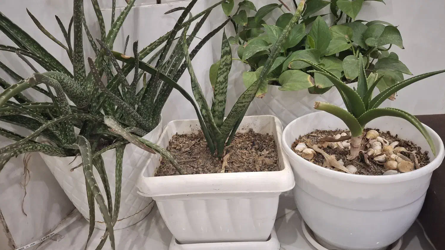 گل طبیعی قیمت مناسب|گل و گیاه طبیعی|بیرجند, |دیوار