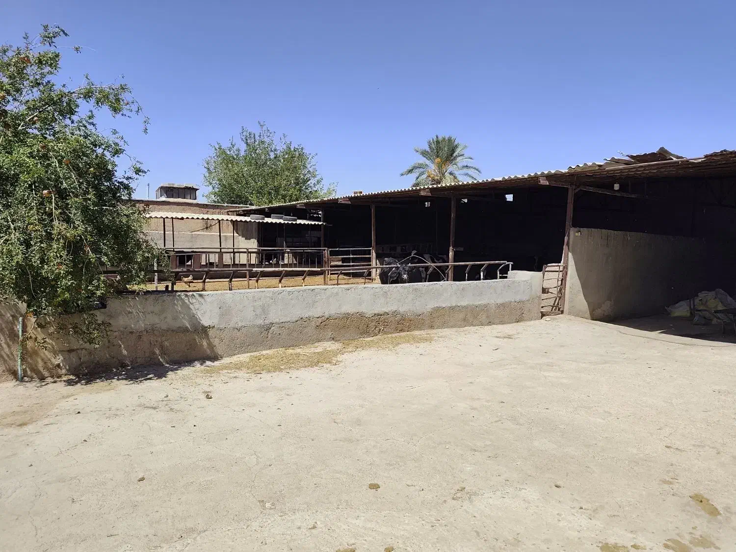 گاوداری صنعتی و زمین روبرو دارای طرح هادی|فروش دفتر صنعتی، کشاورزی، تجاری|شیراز, علی آباد|دیوار