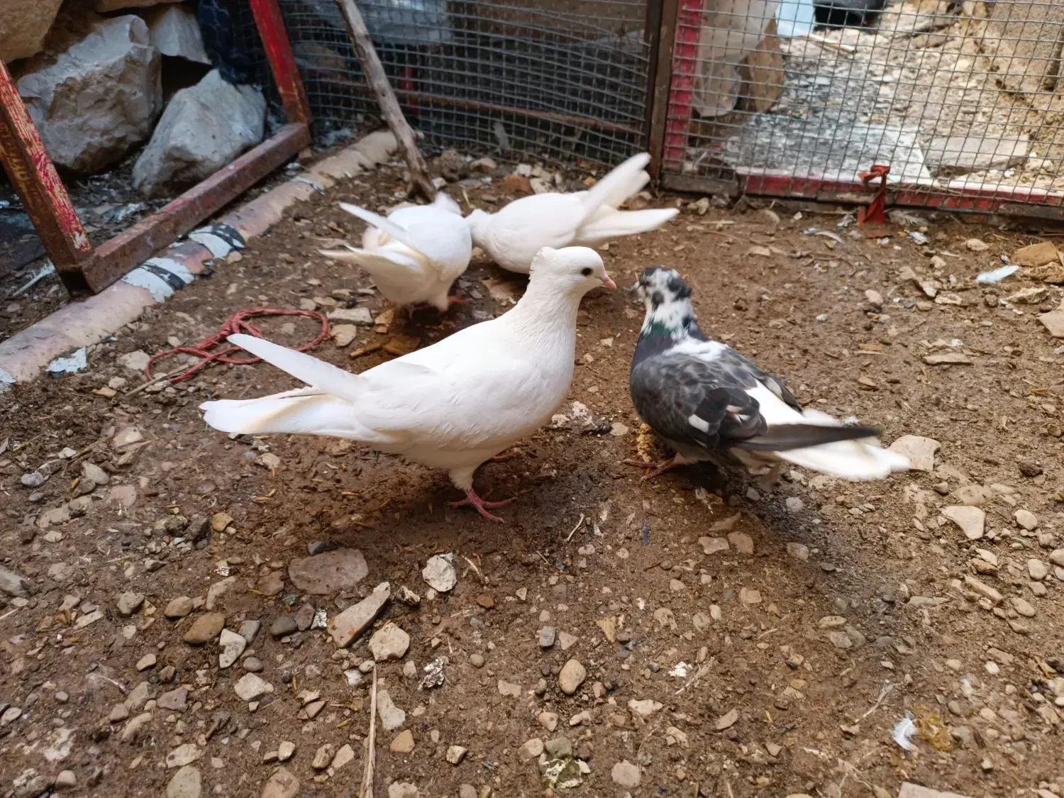 خال|حیوانات|چوار, |دیوار