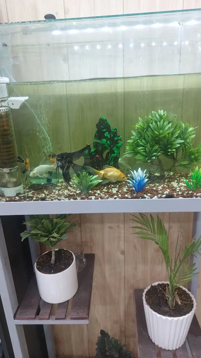 آکواریوم با تمام وسایل و ماهی|ماهی|میبد, |دیوار