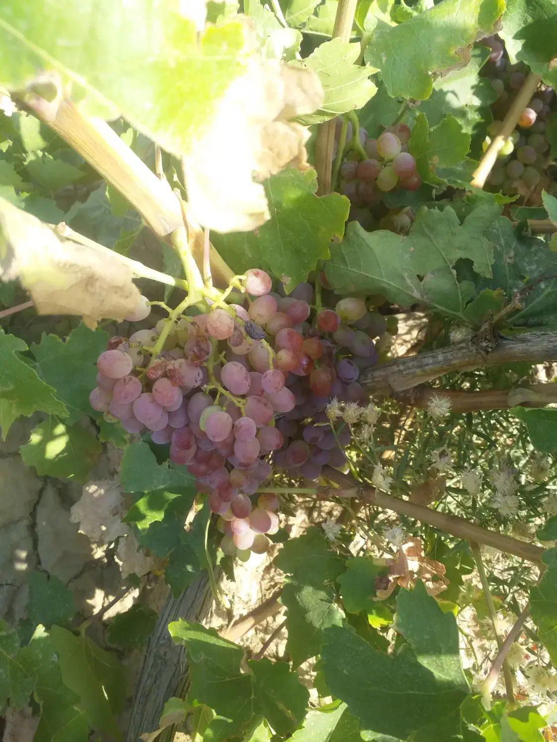 باغ انگور(۲۰۰۰متر)سند تک برگ|فروش دفتر صنعتی، کشاورزی، تجاری|تاکستان, |دیوار