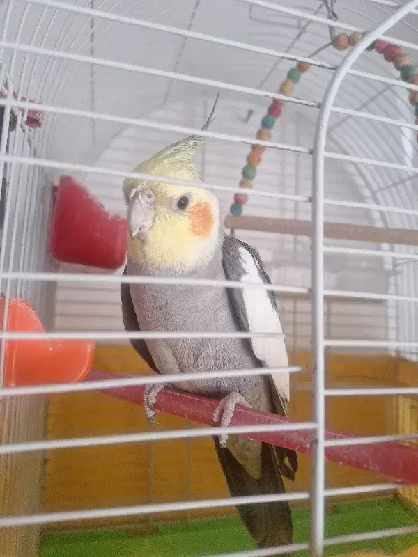 عروس هلندی نرسخنگو|پرنده|اصفهان, فردوان|دیوار