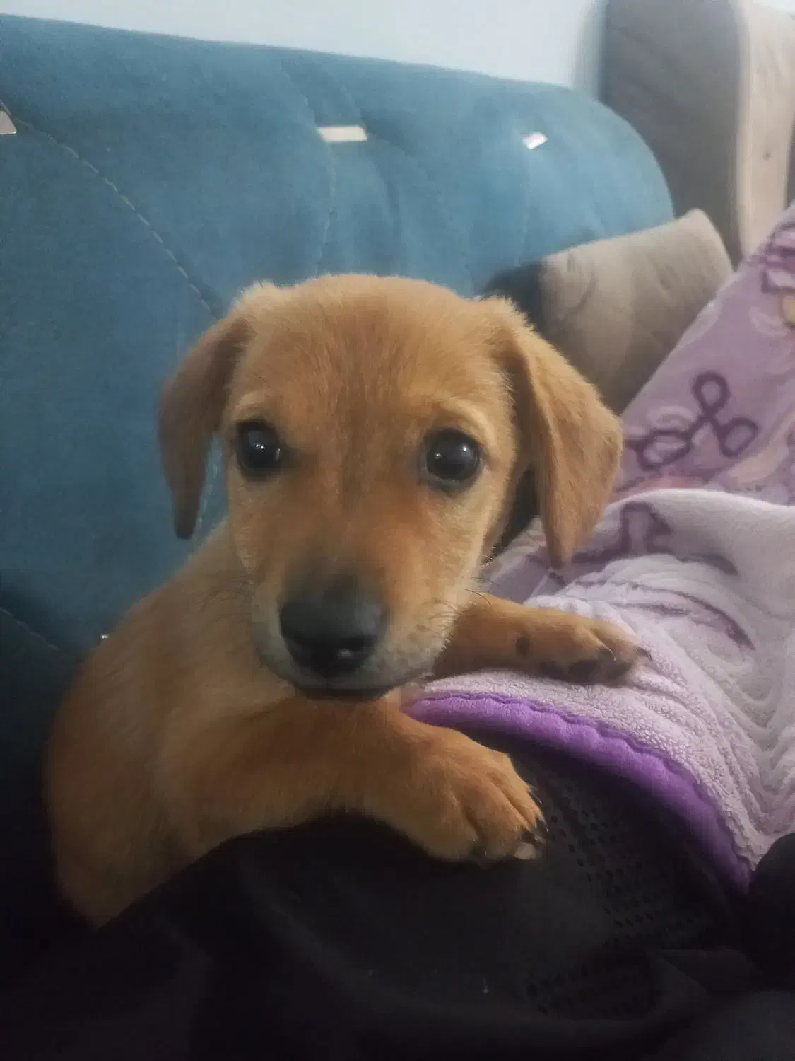 توله پاپی|سگ|مشهد, توس (بلوار توس)|دیوار