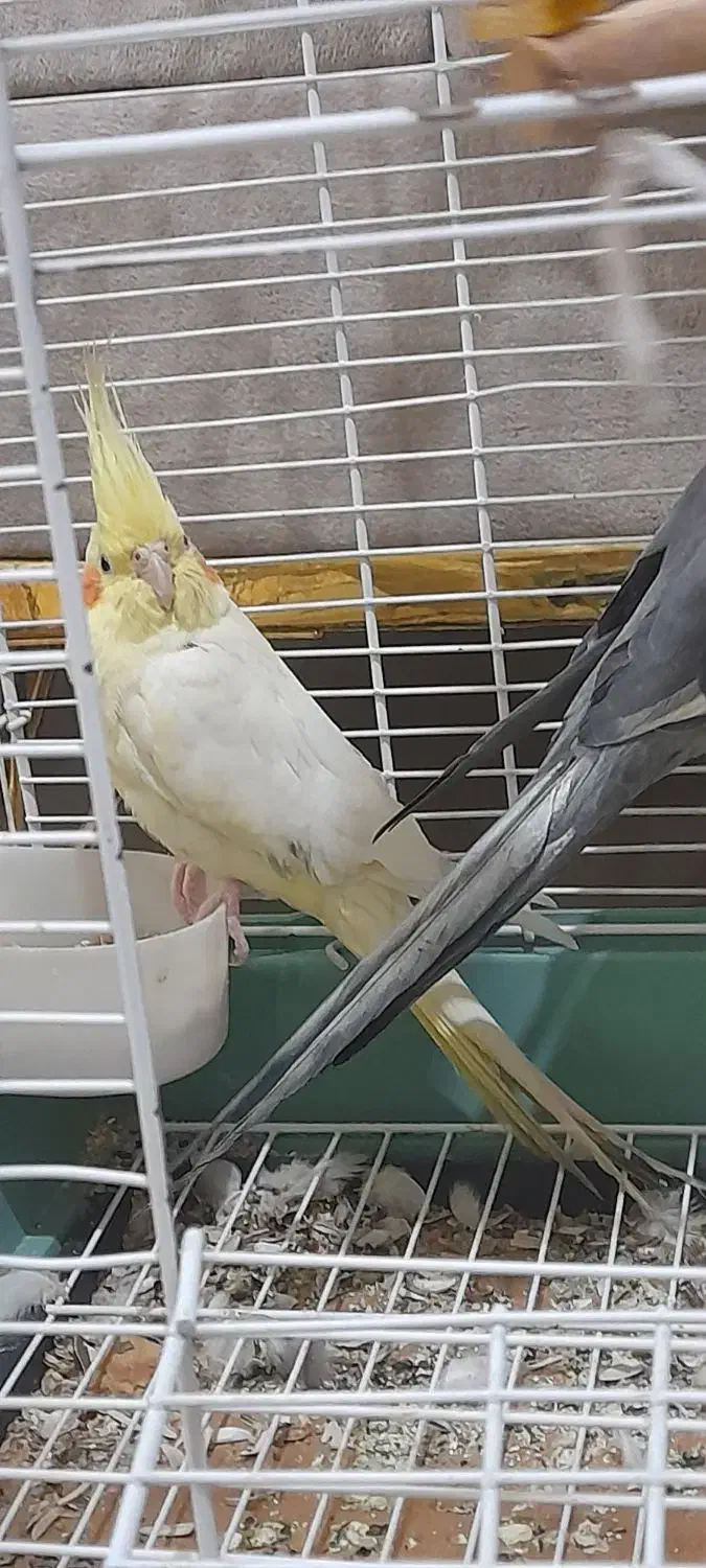 عروس هلندی|پرنده|بردسیر, |دیوار