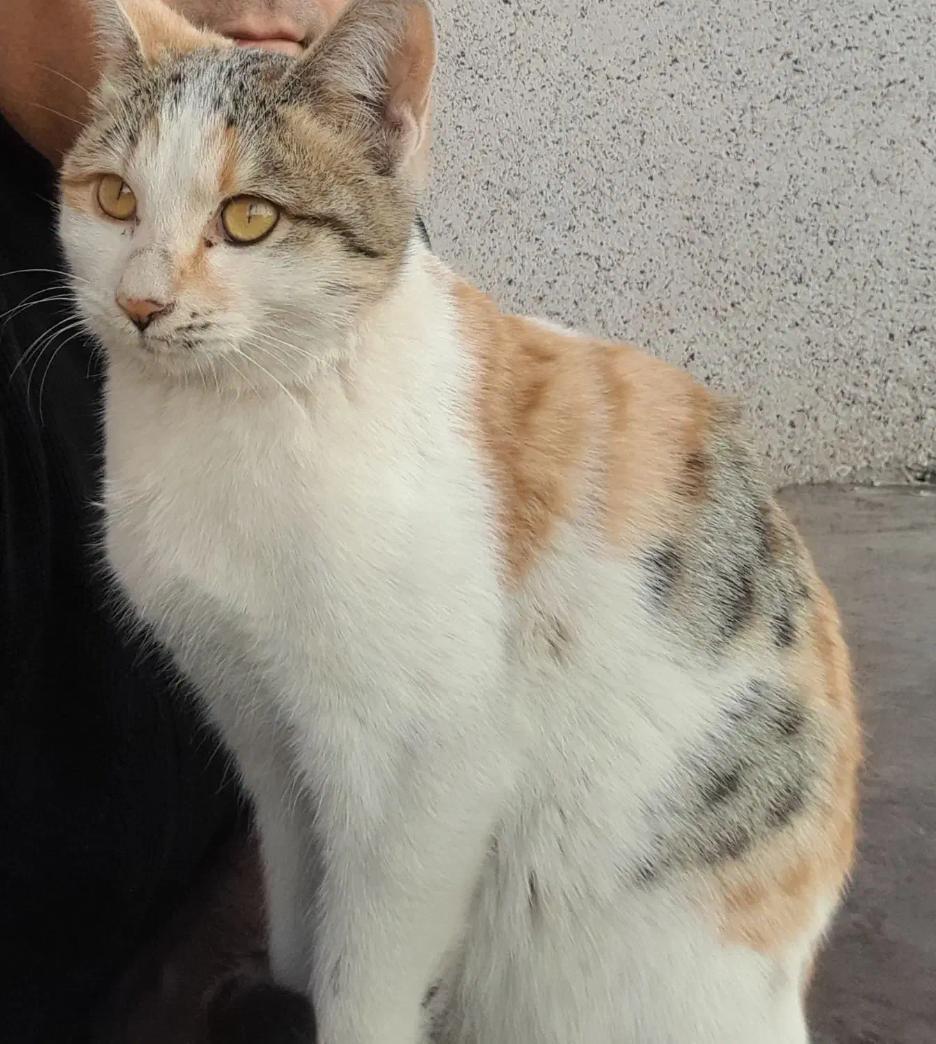 گربه خانگی|گربه|زنجان, |دیوار