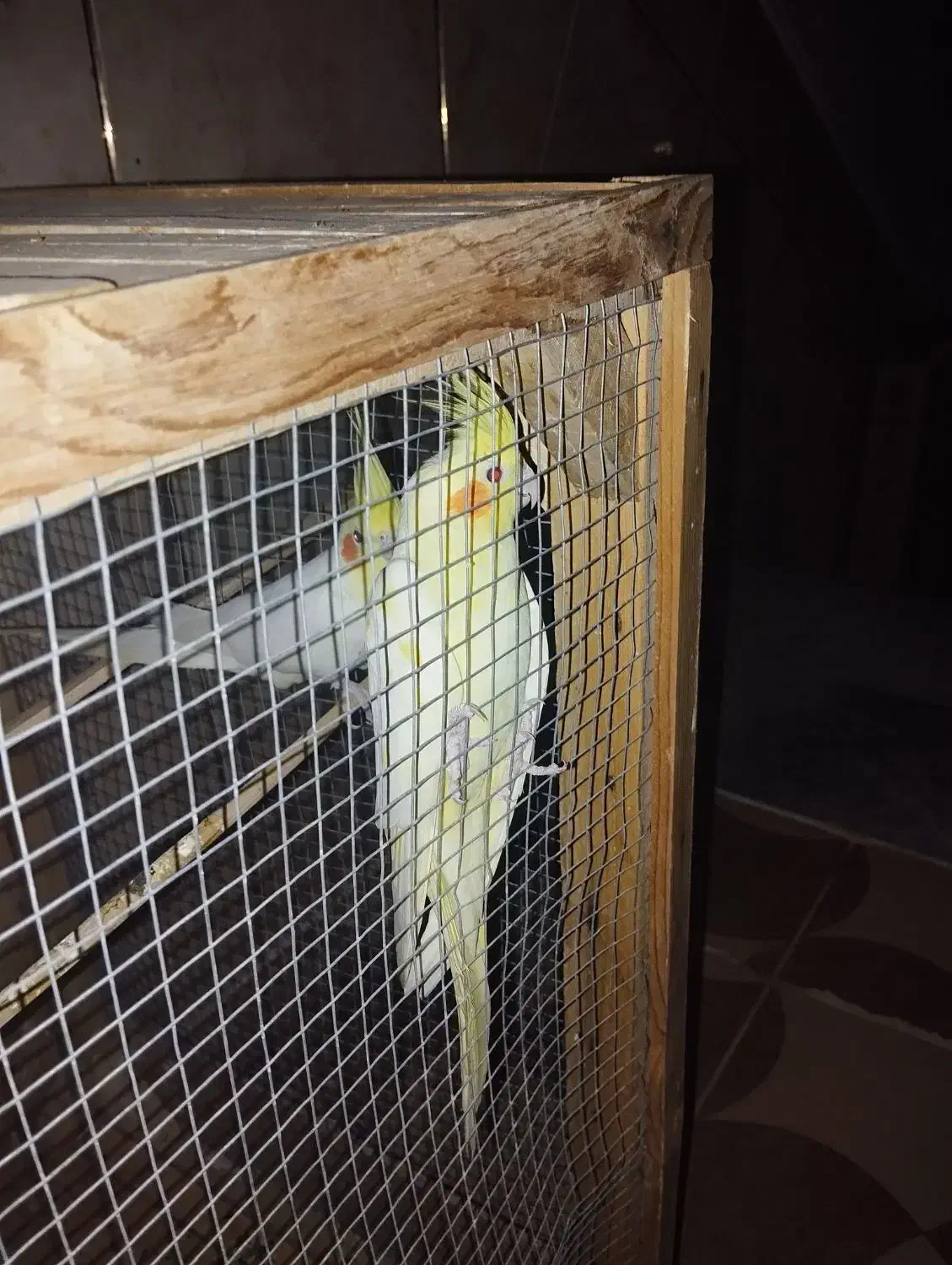 عروس هلندی|پرنده|سراوان, |دیوار