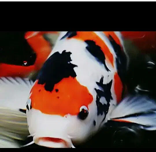 ماهی کوی|ماهی|اصفهان, شاهد|دیوار