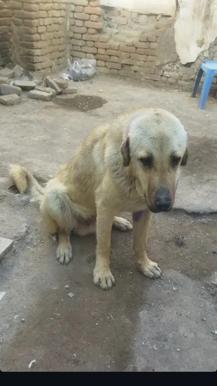 سگ گمشده|سگ|اردبیل, |دیوار