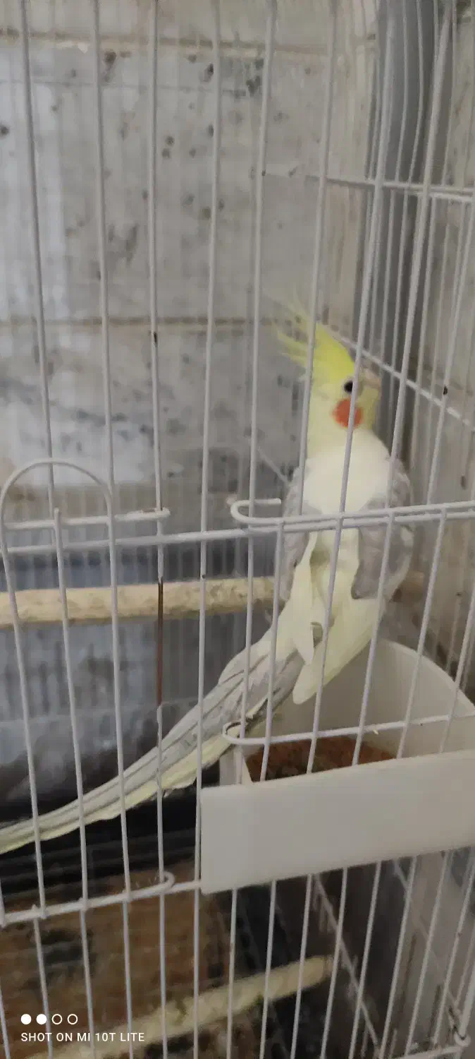 عروس هلندی نر|پرنده|شهریار, شهرک امیریه|دیوار