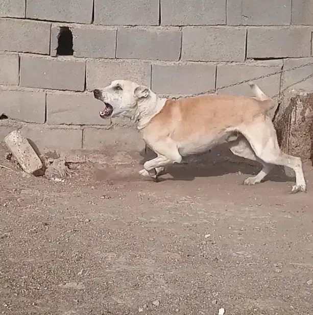 سگ نگهبان|سگ|تهران, نعمت‌آباد|دیوار